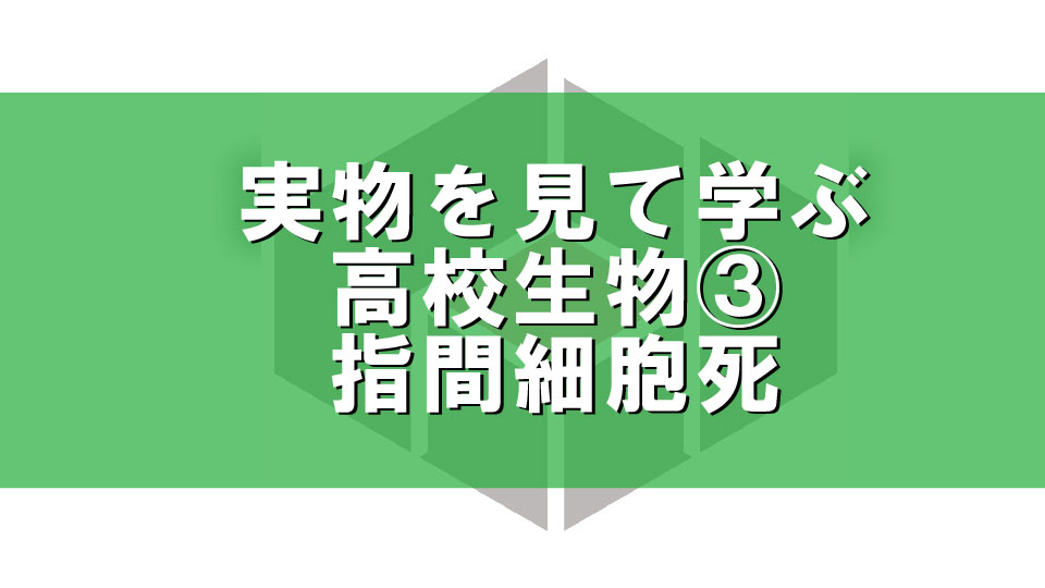 実物を見て学ぶ高校生物③指間細胞死