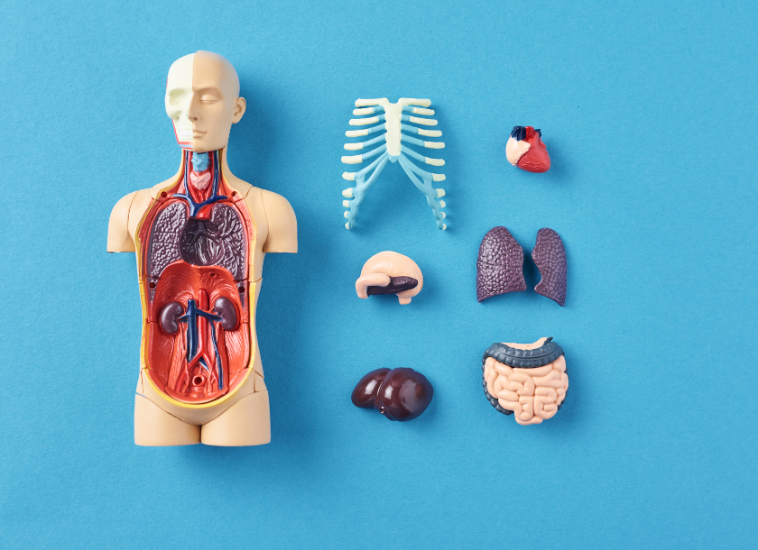 医学部の解剖実習とは？医学部で学ぶ内容・流れ・目的・倫理までやさしく解説