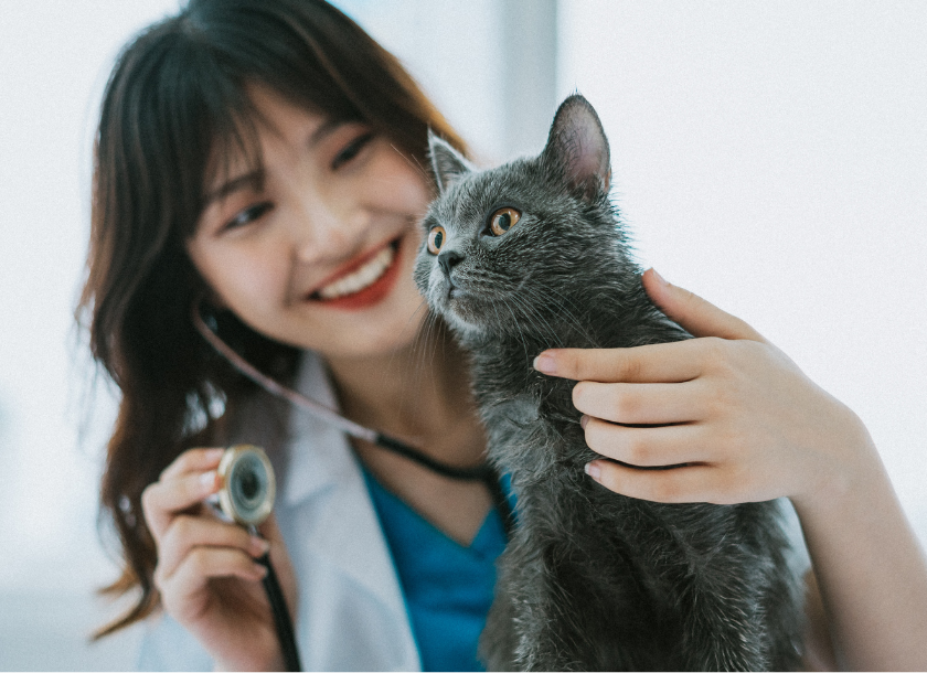 医学部 獣医学部