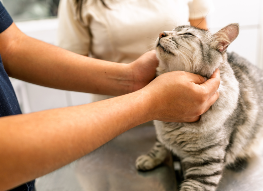 医学部 獣医学部