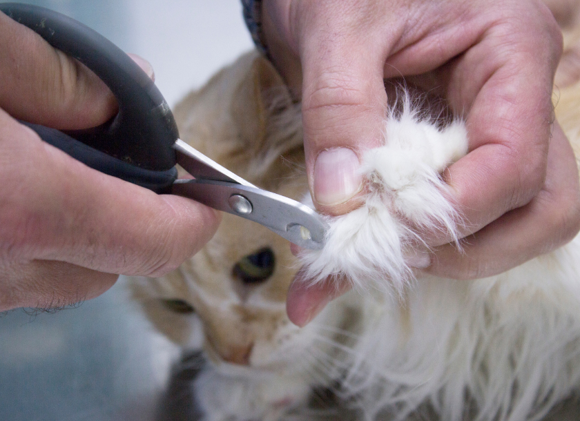 医学部 獣医学部