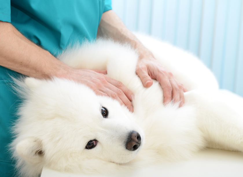 医学部 獣医学部